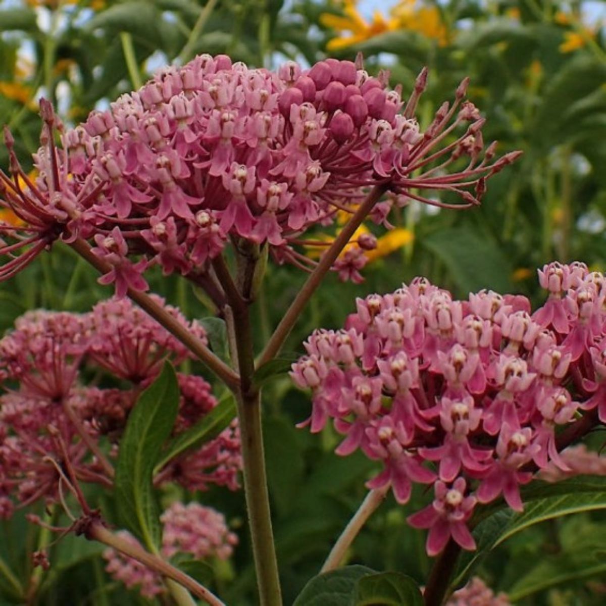 Swamp Milkweed Plant - Native Monarch Butterfly Host Plant (Asclepias incarnata) 1G