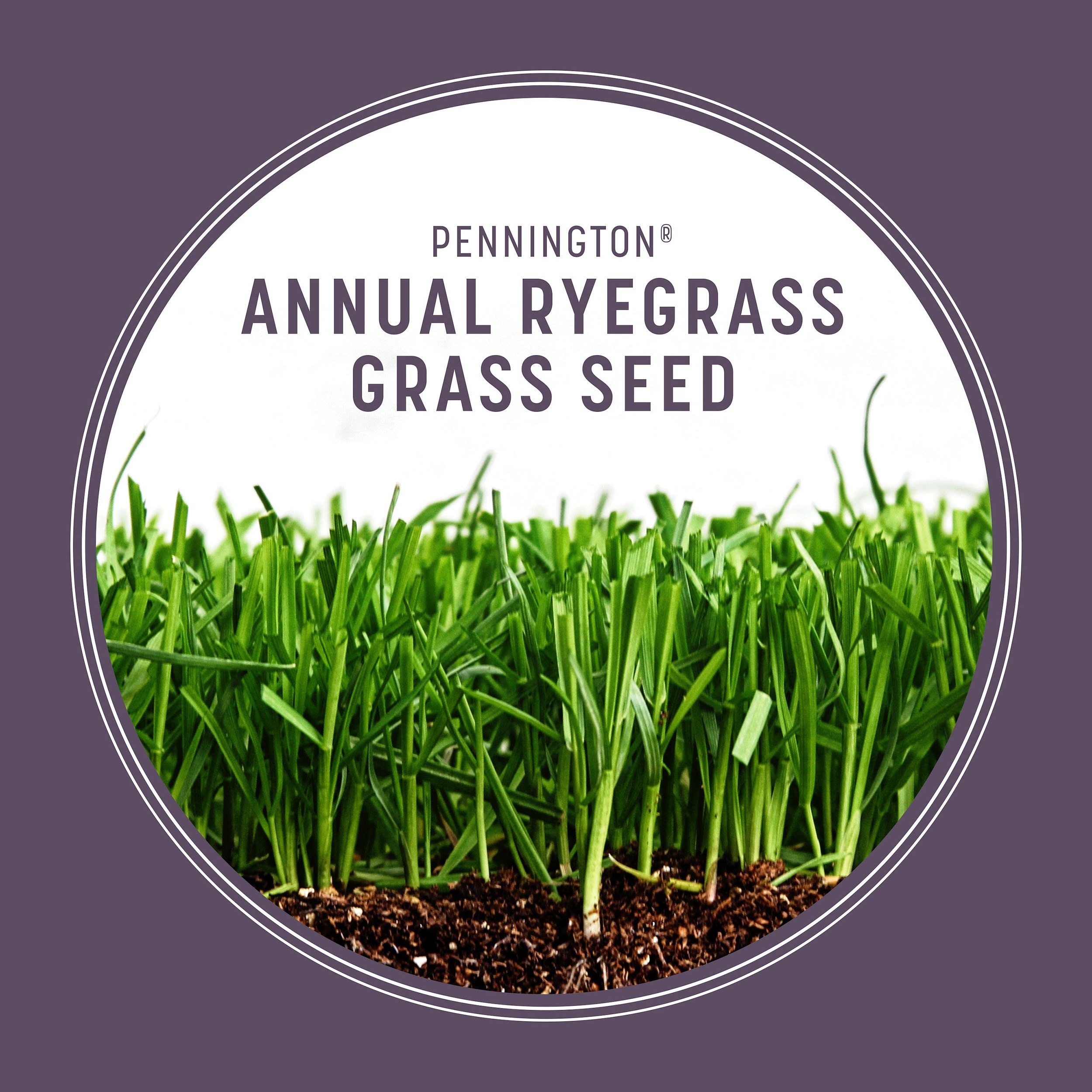 Pennington Annual Ryegrass Grass Seed 25 lb.
