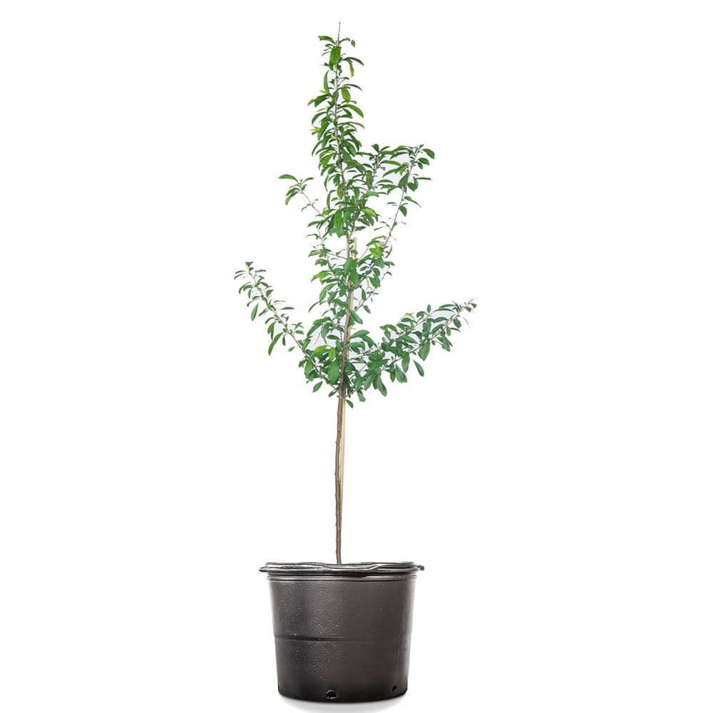 3 Gal. Tree Plum