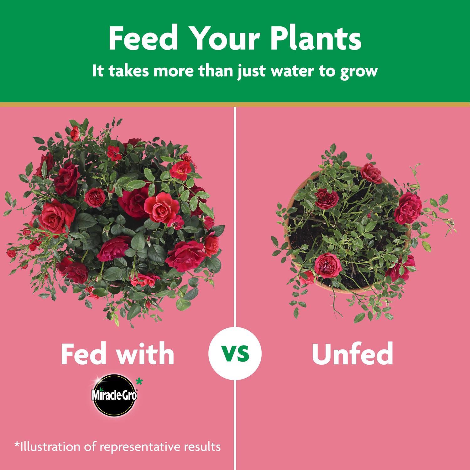 Miracle-Gro Powder Rose Plant Food 1.5 lb