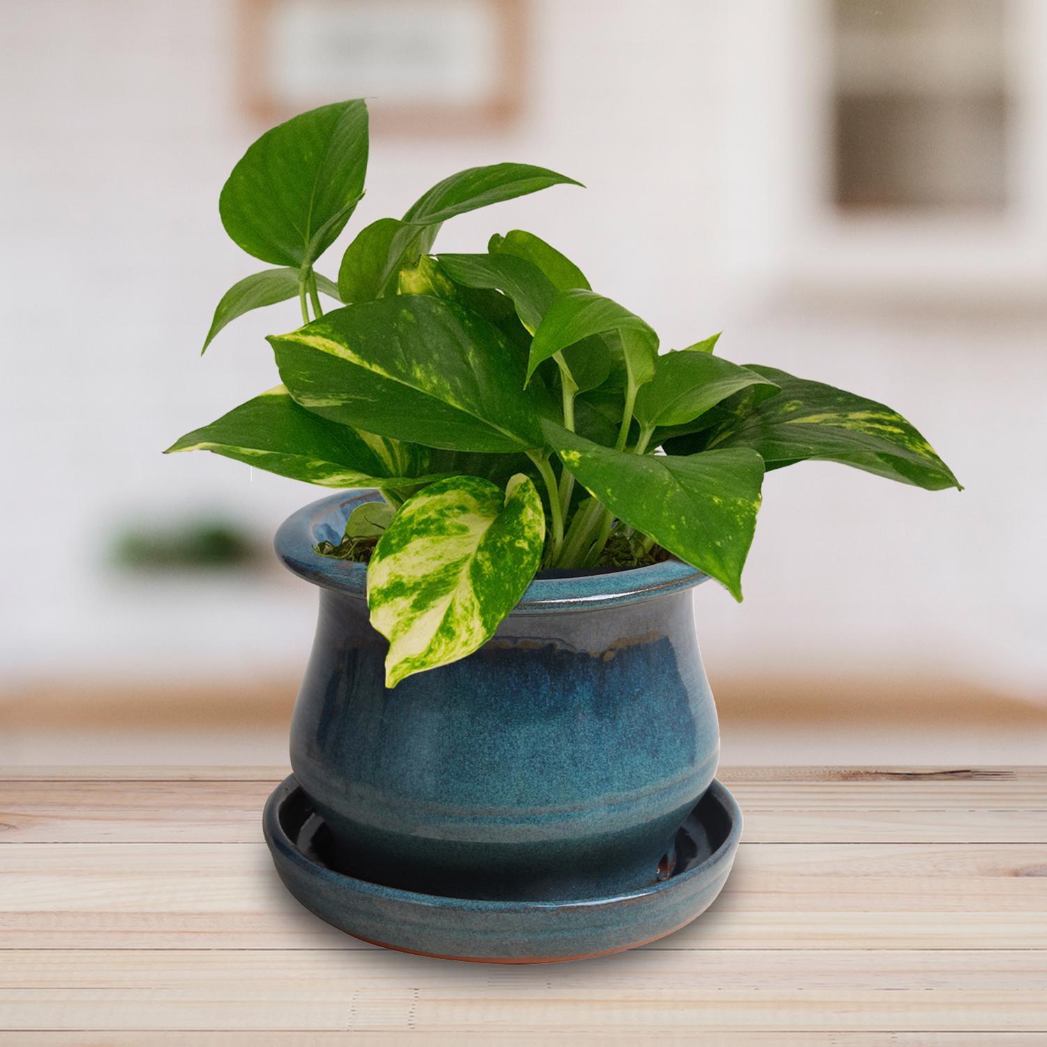 Trendspot Low Bell 5.3 in. H X 6.9 in. W X 6.9 in. D X 7 in. D Ceramic Planter Aqua Blue