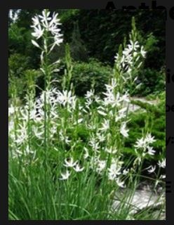 Plant Anthericum liliago - St. Bernard's Lily
