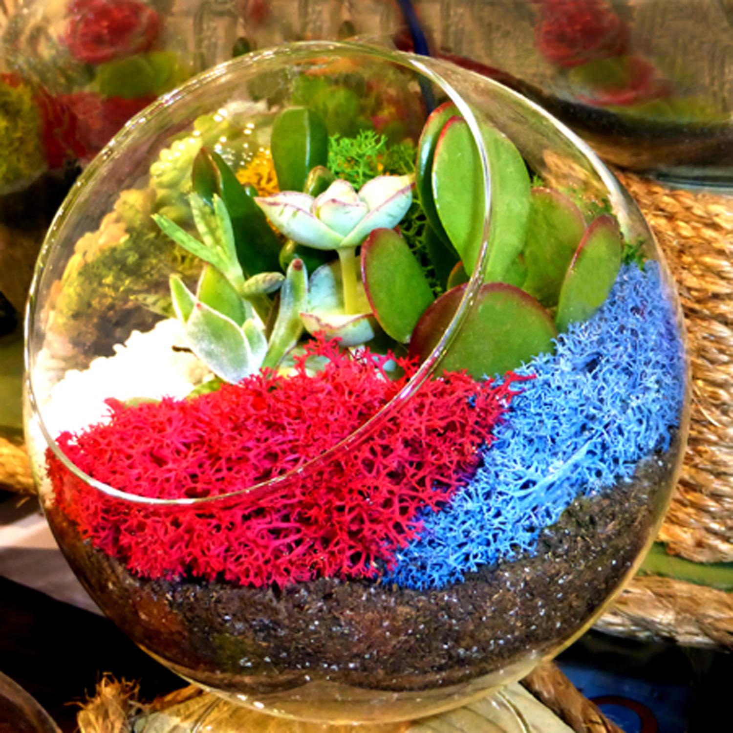 Mosser Lee Soil Cover Organic Assorted Reindeer Moss 3 oz