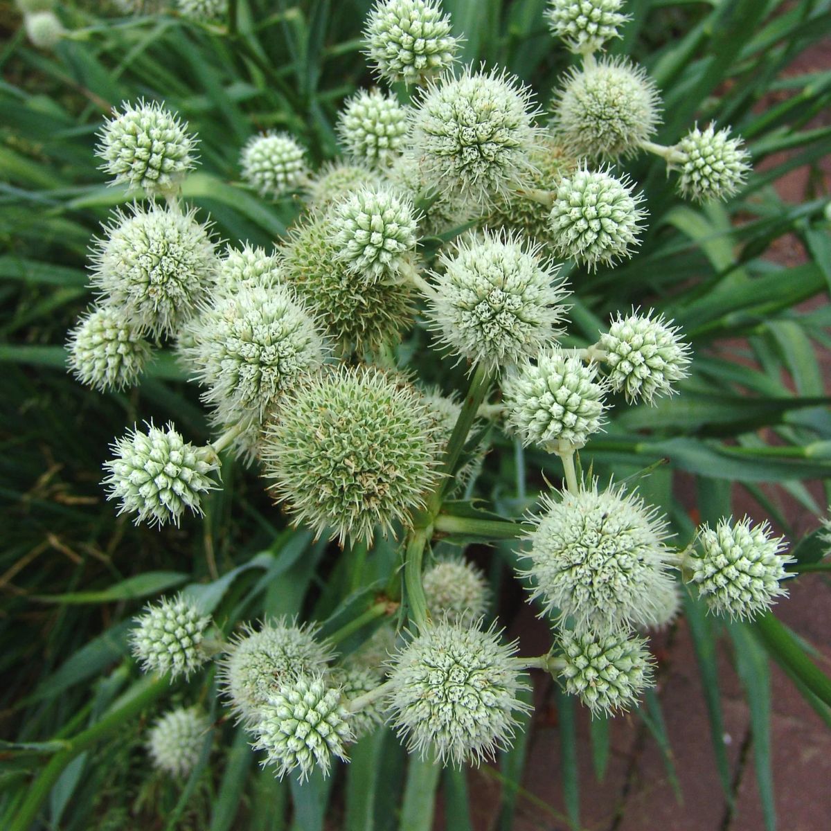 Plant Rattlesnake Master - 1 Gallon Pot