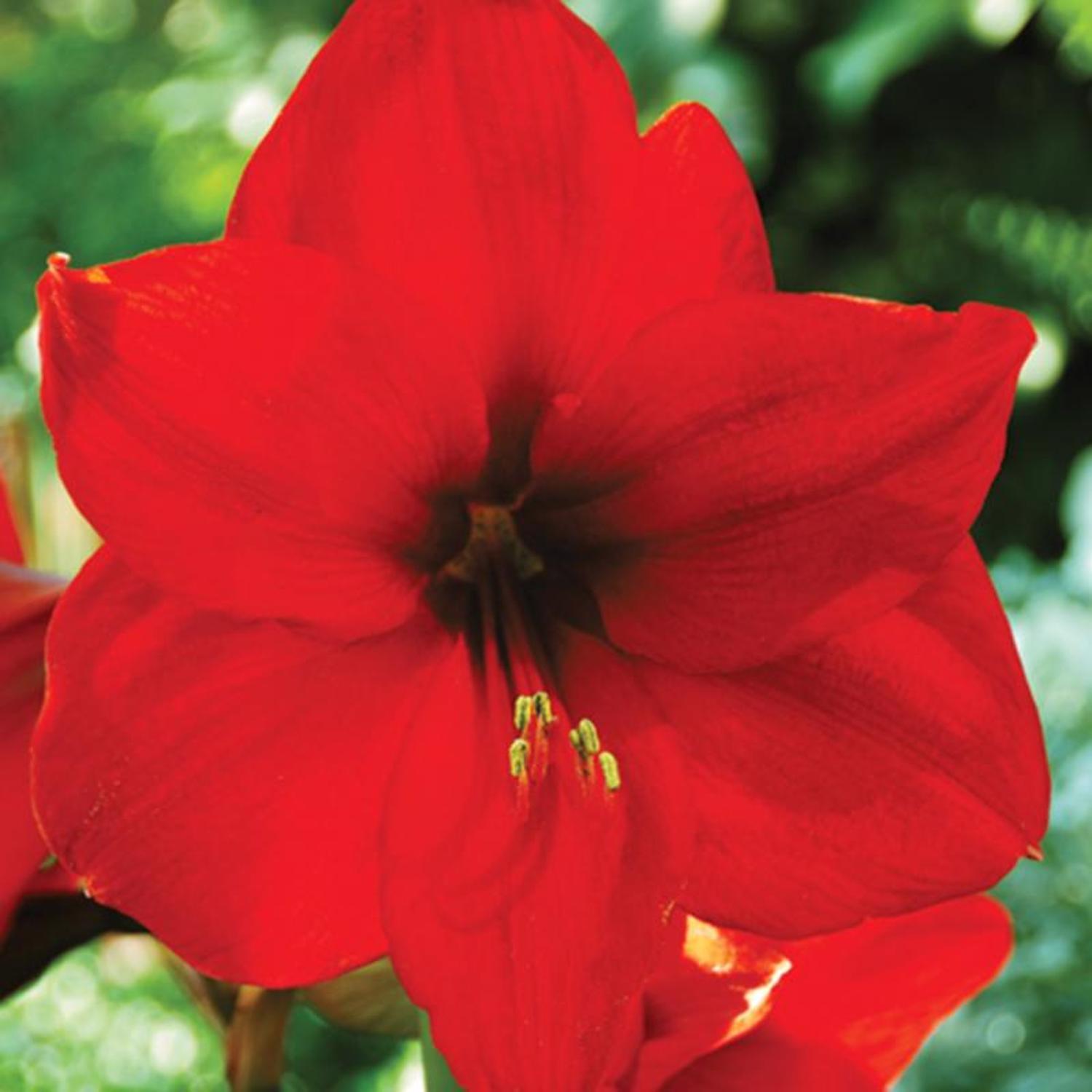 DeGroot Amaryllis Gift Box Bulb Kit 1 pk (ASSORTED COLORS)
