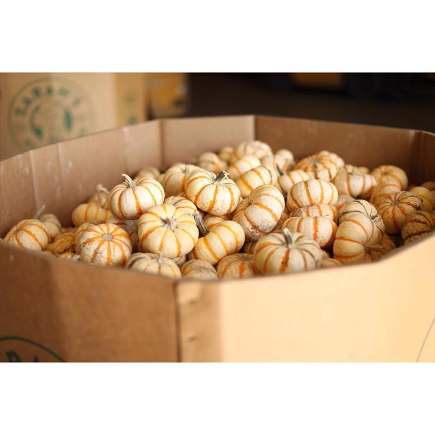 Frey Farms Sarah's Home Grown Orange Mini Pumpkins 3