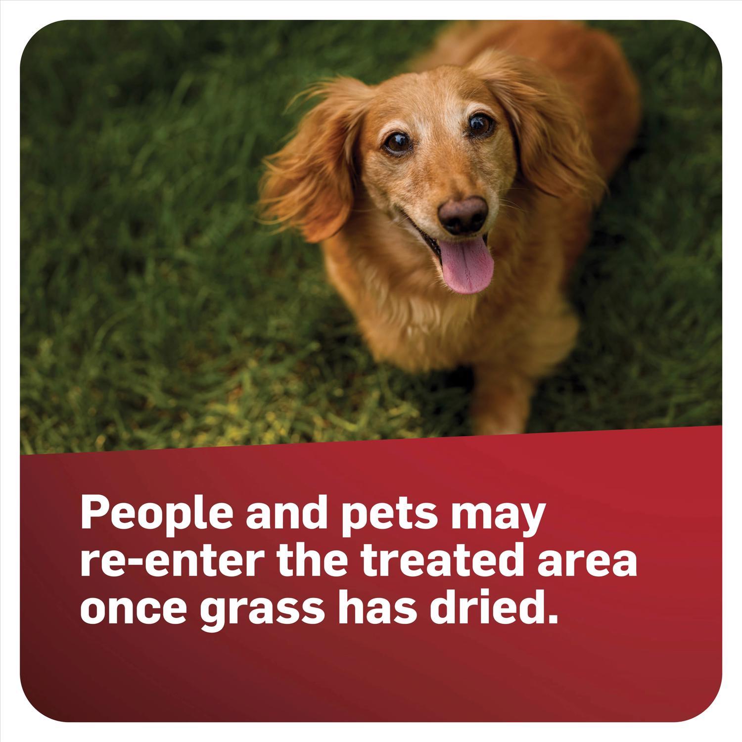 Scotts GrubEx Grub and Insect Control Granules 14.35 lb