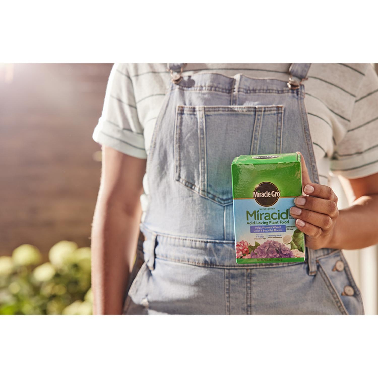 Miracle-Gro Miracid Powder Azalea, Camellia, Gardenia, Hibiscus, Holly, Hydrangea, and Orchids Plant