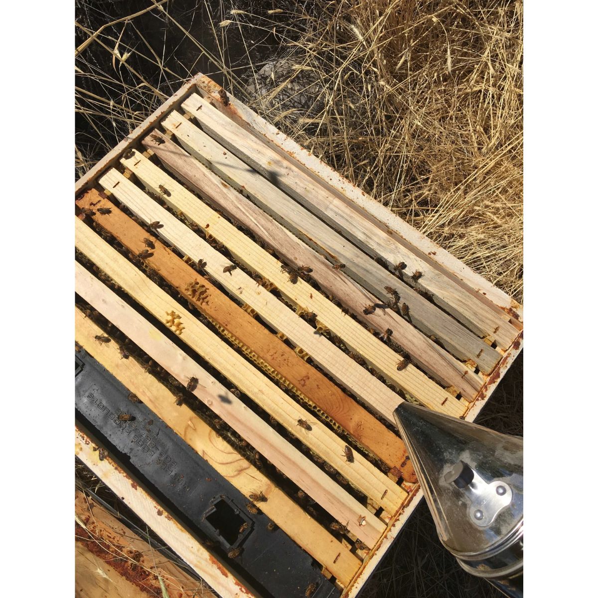 Harvest Lane Honey Bee Feeder 96 oz.