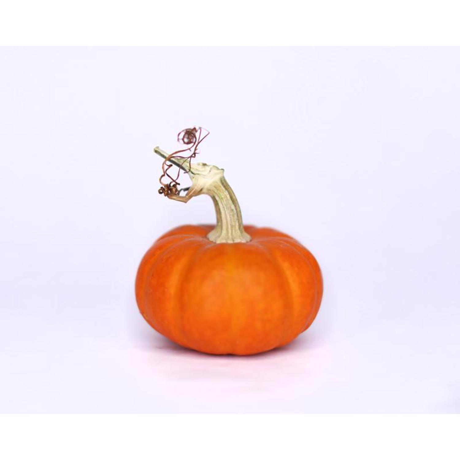 Frey Farms Sarah's Home Grown Assorted Pumpkins and Gourds 6