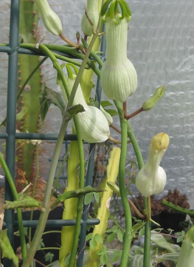 Plant Succulent Ceropegia Ampliata 1G