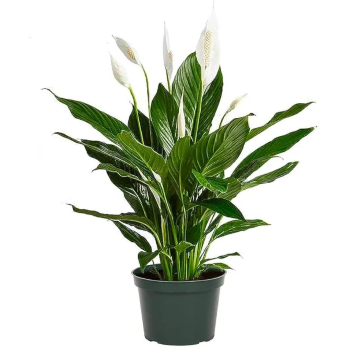 Plant Spathiphyllum Asst. 1G