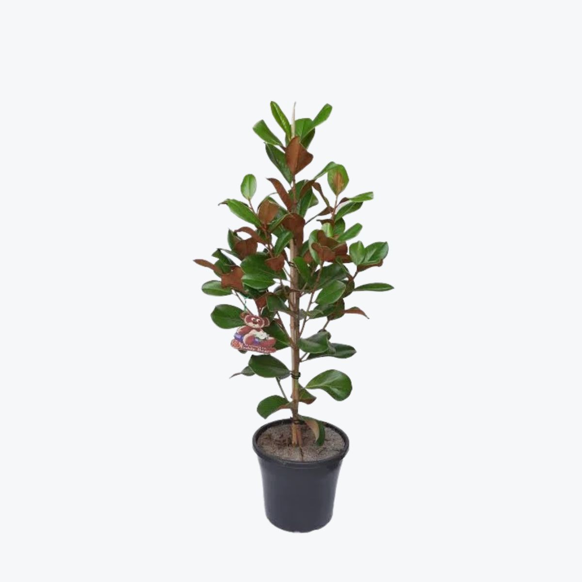 Plant Teddy Bear Magnolia