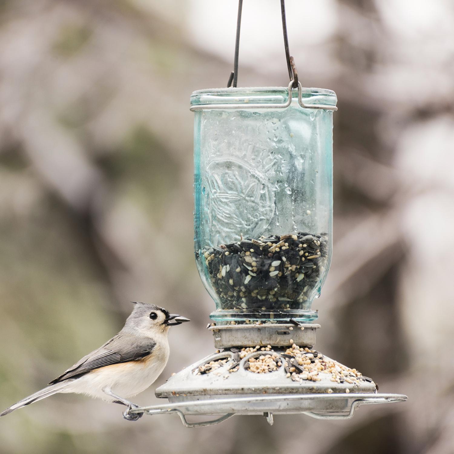 Perky-Pet Wild Bird 1 lb Glass/Steel Mason Jar Bird Feeder 8 ports