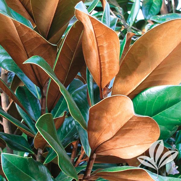 Tree Magnolia Brackens Brown 7