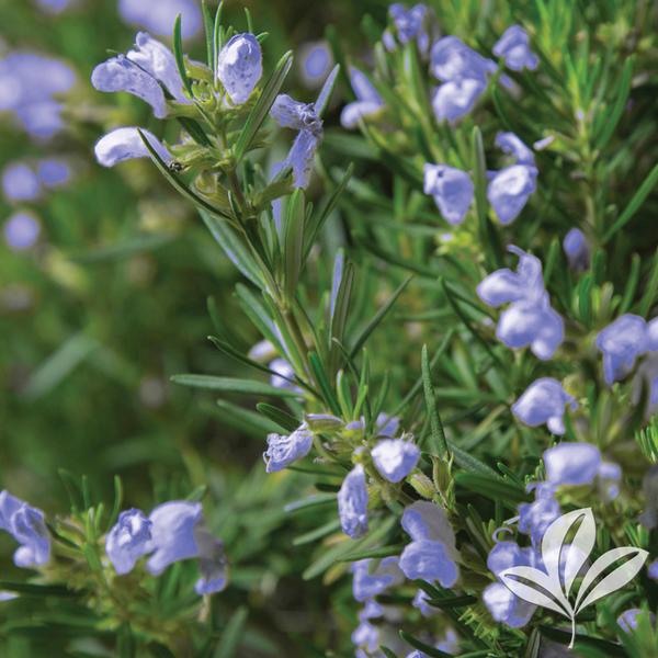 Annual Rosemary Assorted 1g