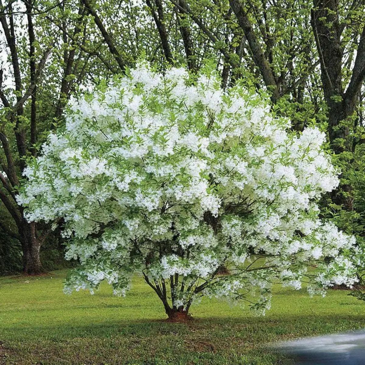 Chinese Fringe Tree 3G