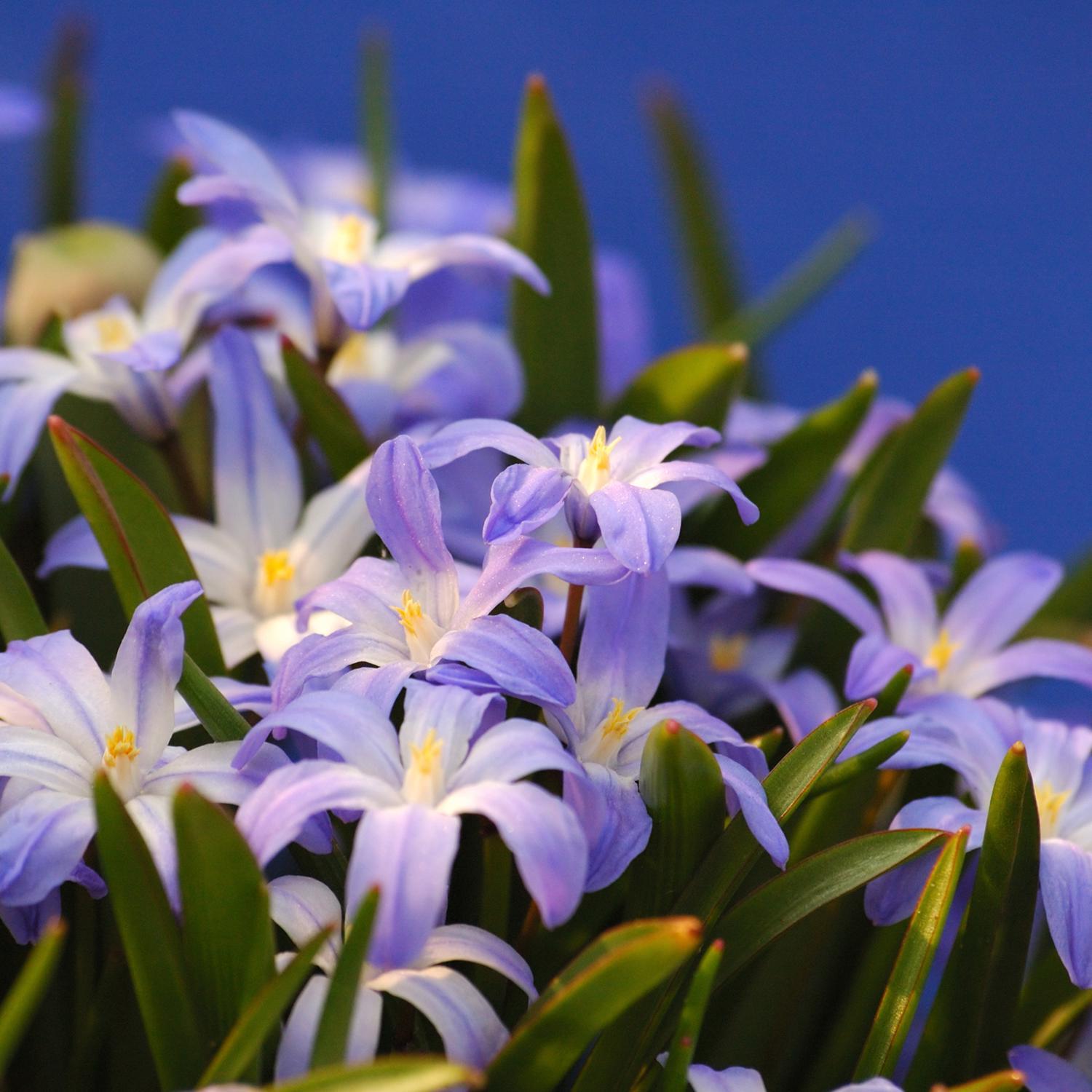 DeGroot Flower Bulb