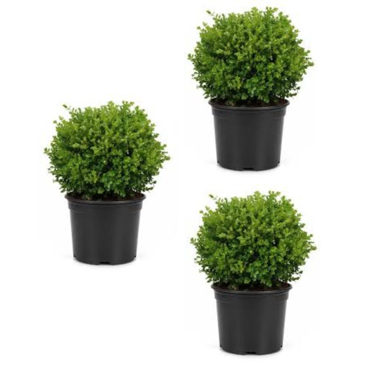 3 Gal. Faulkner Boxwood (Buxus Microphylla) Live Evergreen Shrub