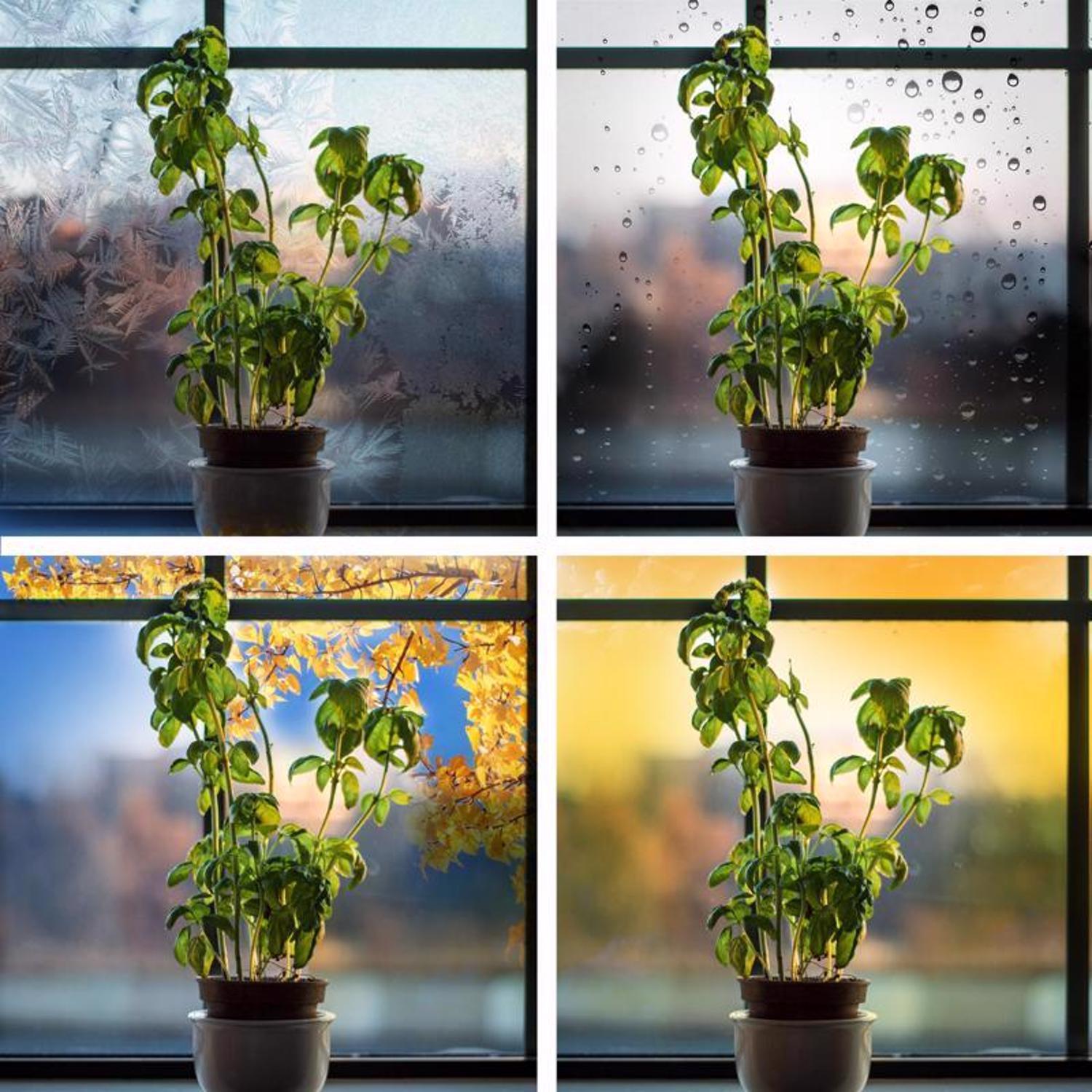 Feit A21 E26 (Medium) LED Grow Light Clear 1 pk