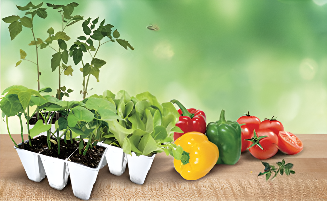 Jumbo 6-Pack Plants Assorted Vegetables
