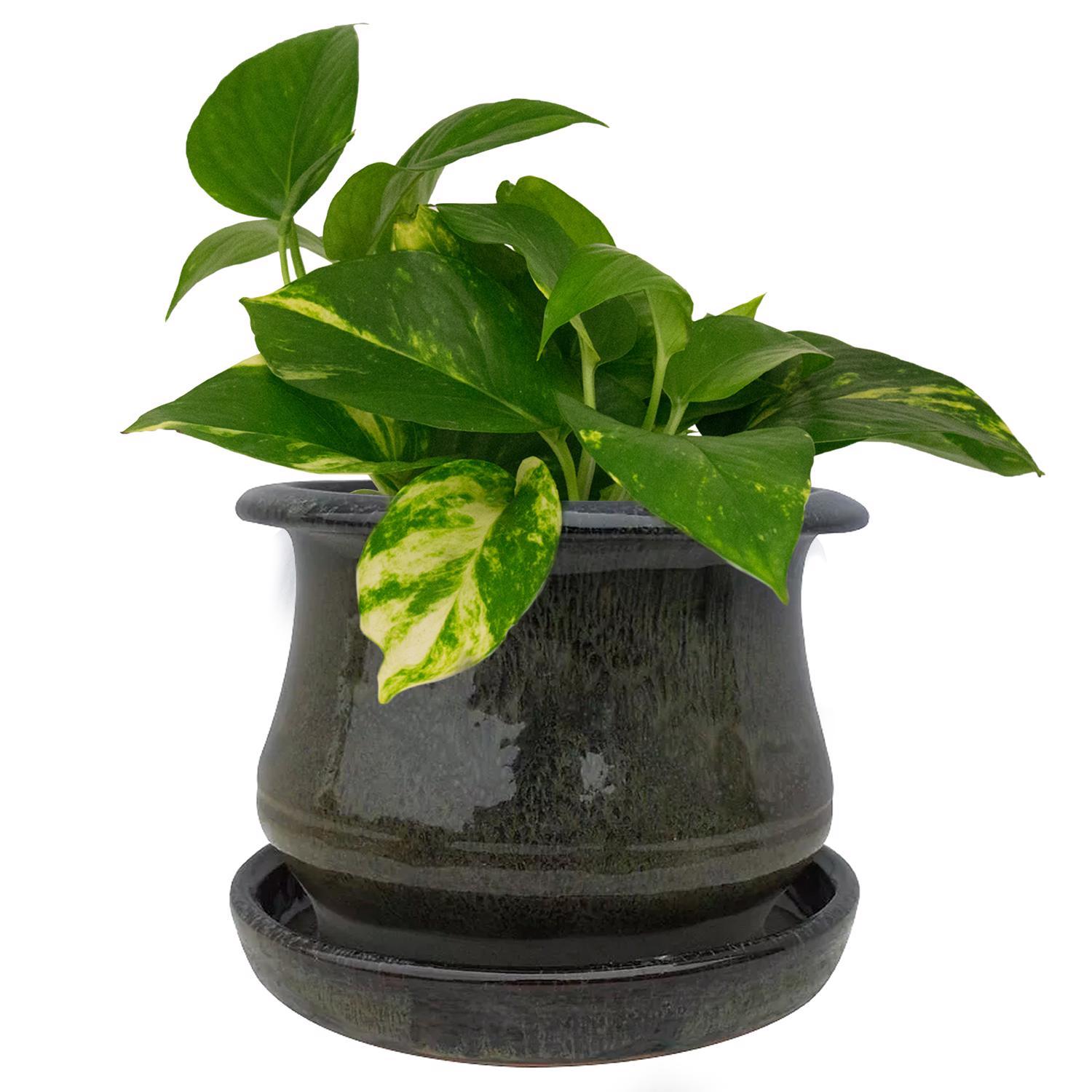 Trendspot Low Bell 5.3 in. H X 6.9 in. W X 6.9 in. D X 7 in. D Ceramic Planter Green