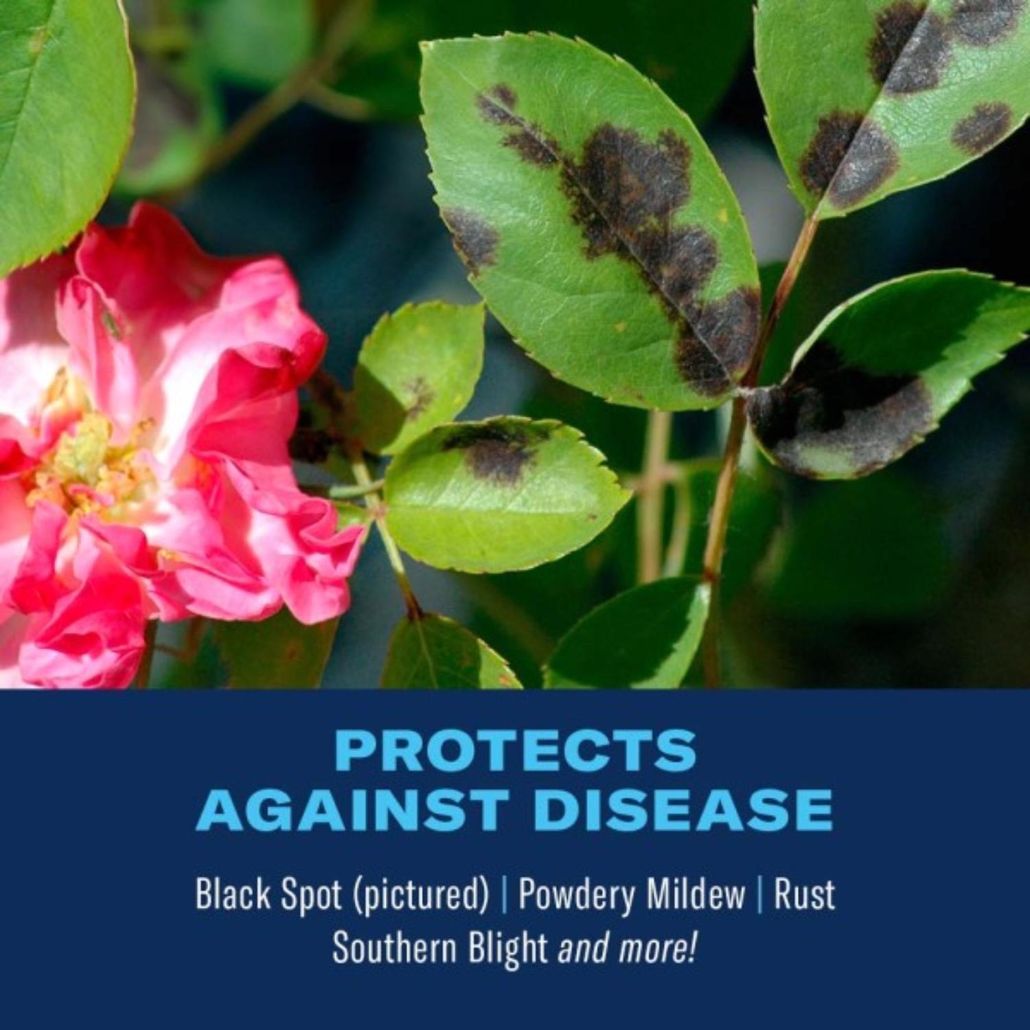 BioAdvanced Rose & Flower Care Granules Rose & Flower Plant Food 4 lb