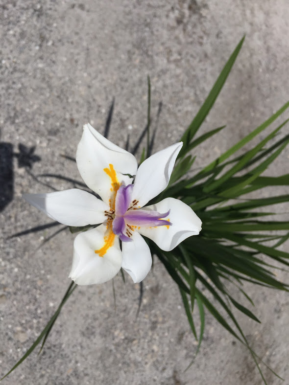 Plant Trp Iris White African B