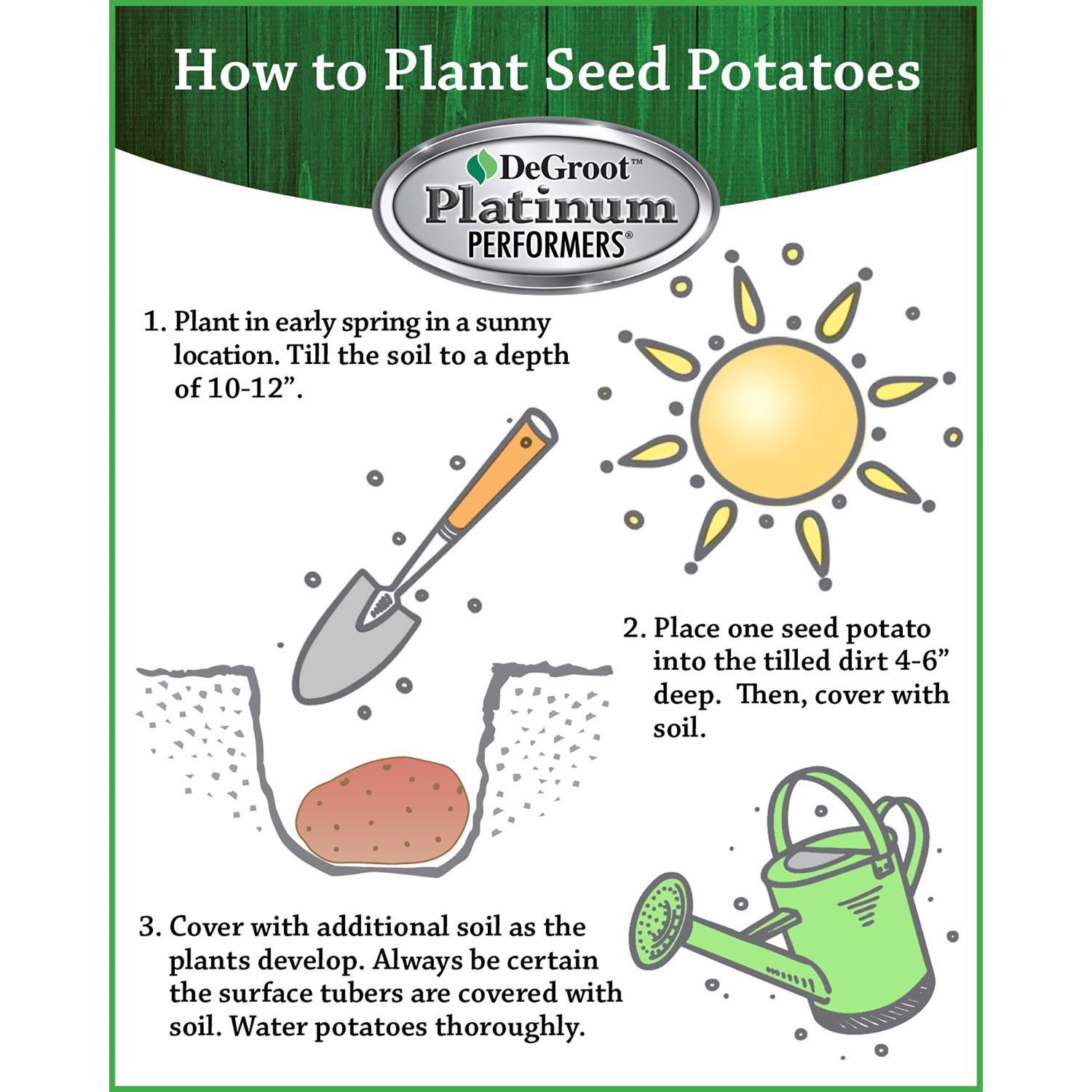 DeGroot Platinum Performers Russet Norkotah Potato Seeds 6 pk