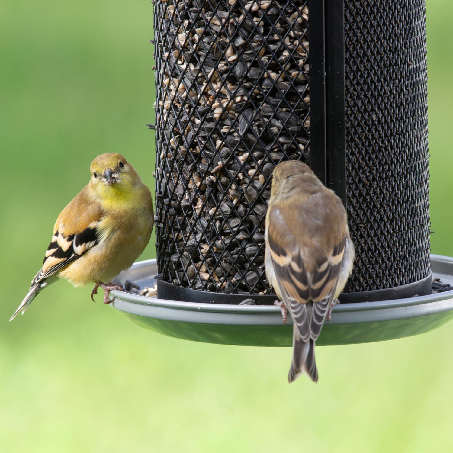 Perky-Pet Wild Bird and Finch 2.85 lb Metal Dual Mesh Bird Feeder