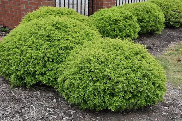 Shrub Holly Dwf Yaupon #3