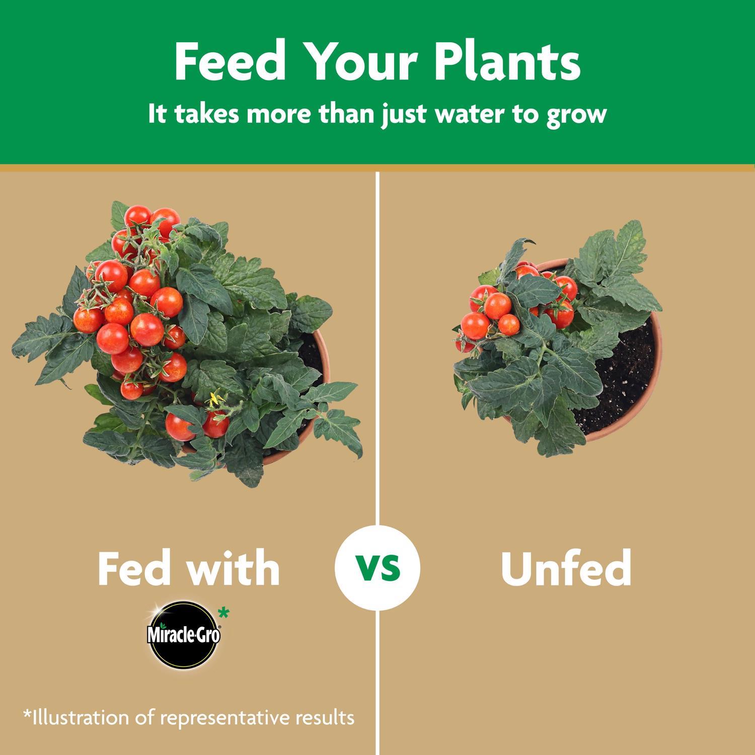 Miracle-Gro Granules Tomato Plant Food 1.5 lb