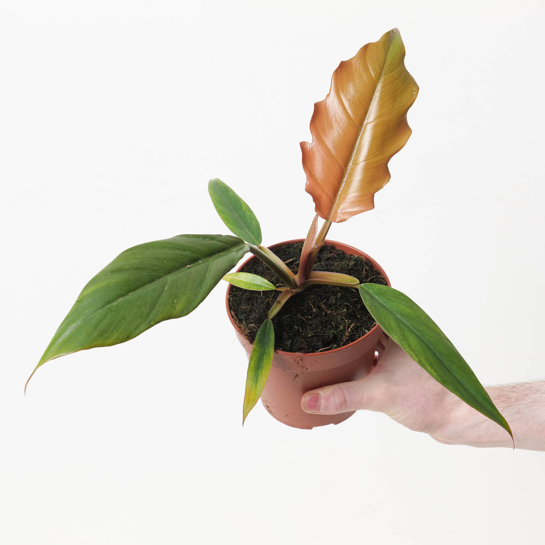 Plant Philodendron 1G Caramel Pluto