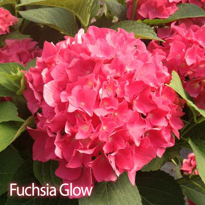 Hydrangea Plant Assorted 3 Gallon