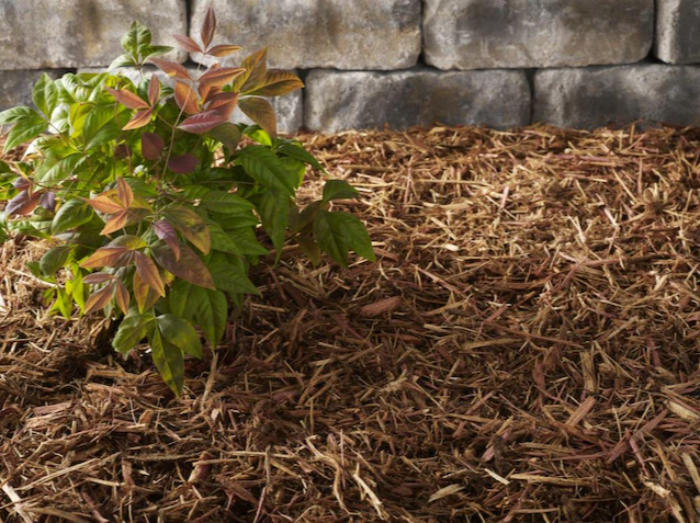 Cedar Mulch 2 cf.