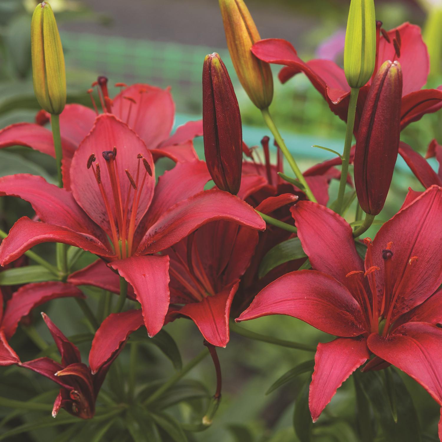 Plant DeGroot Lily Bulb Asiatic  Mixed 14-16CM 1pk