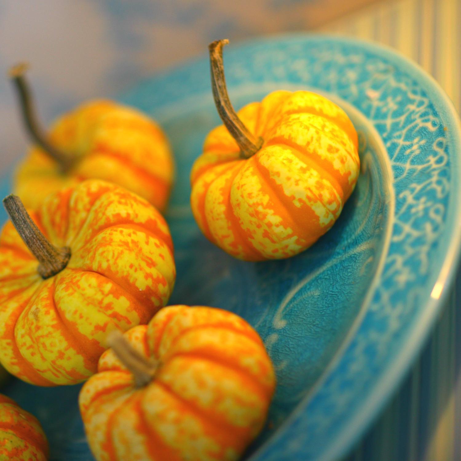Frey Farms Sarah's Home Grown Orange Mini Pumpkins 3