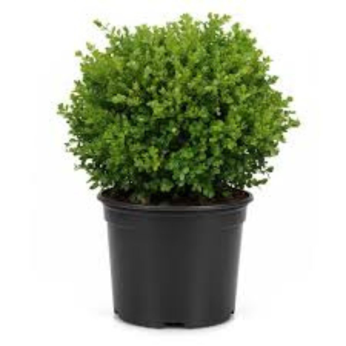 1 Gal. Faulkner Boxwood (Buxus Microphylla) Live Evergreen Shrub