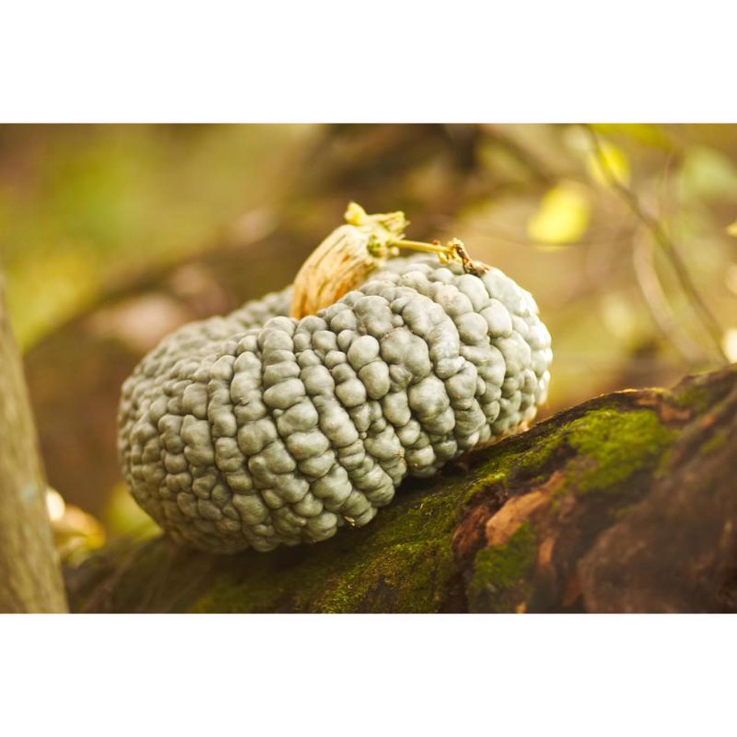 Frey Farms Sarah's Home Grown Autumn Couleur Pumpkin