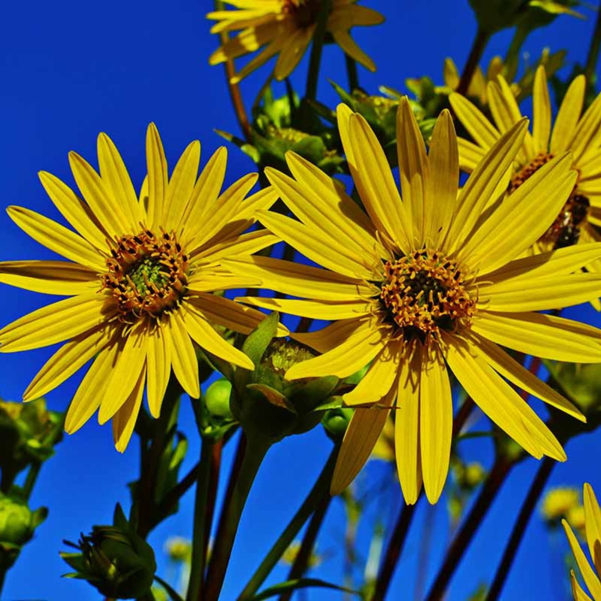 Slender Rosinweed Plant (Silphium gracile) -1G