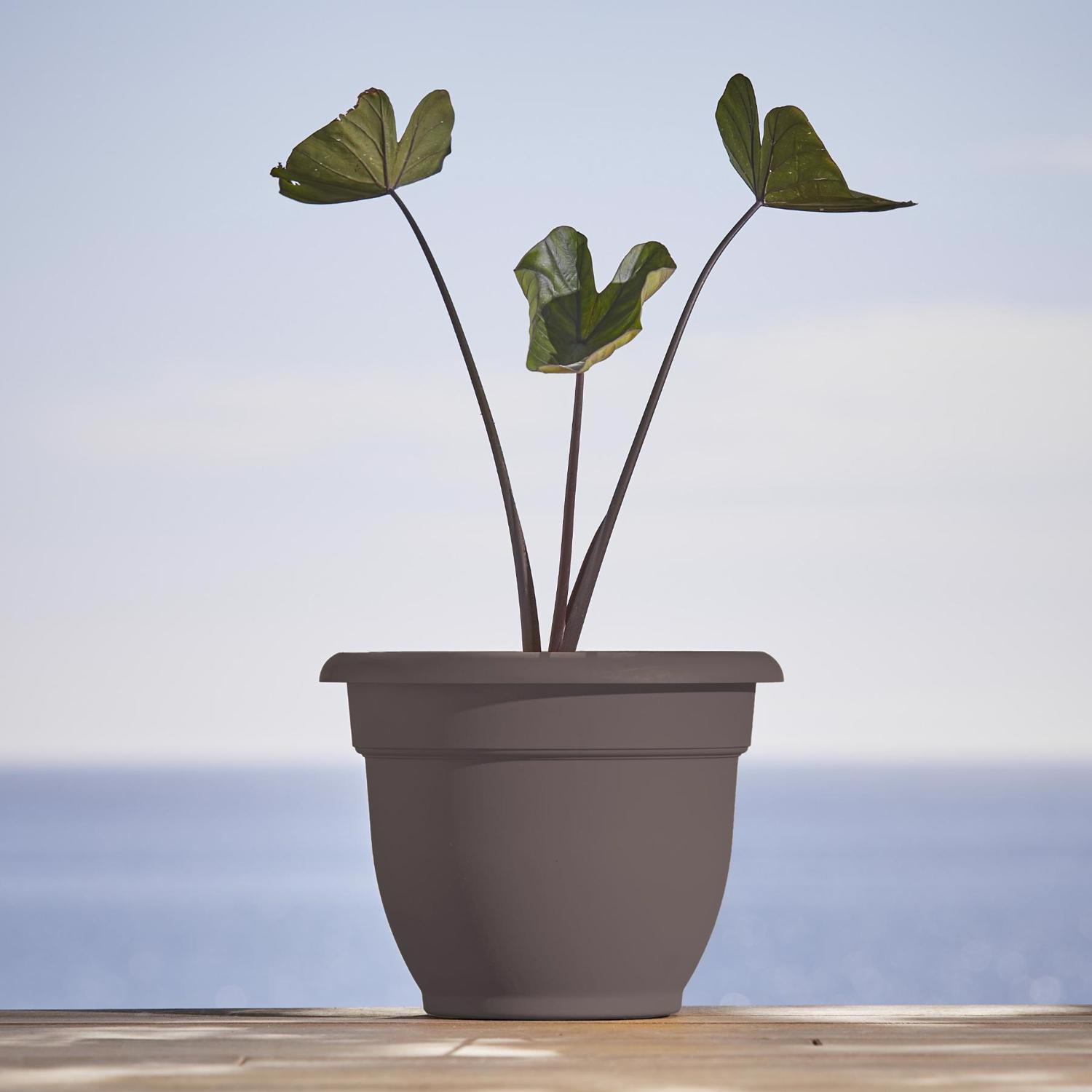 Bloem Ariana 8.5 in. H X 11 in. W X 10 in. D Plastic Traditional Planter Peppercorn