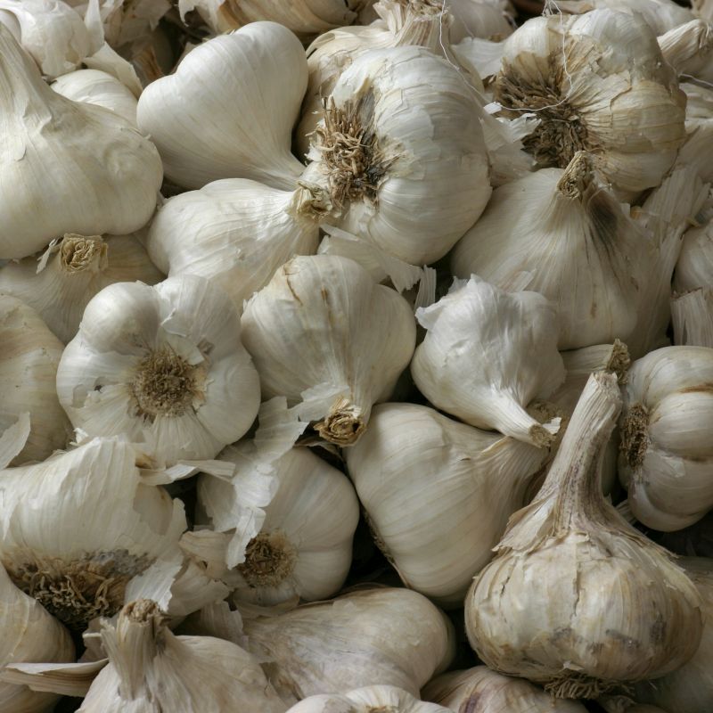 3 Gal. Plant Society Garlic
