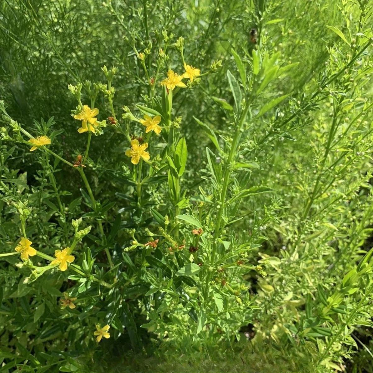 Plant Roundpod St. Johnswort - 1 Gallon Pot