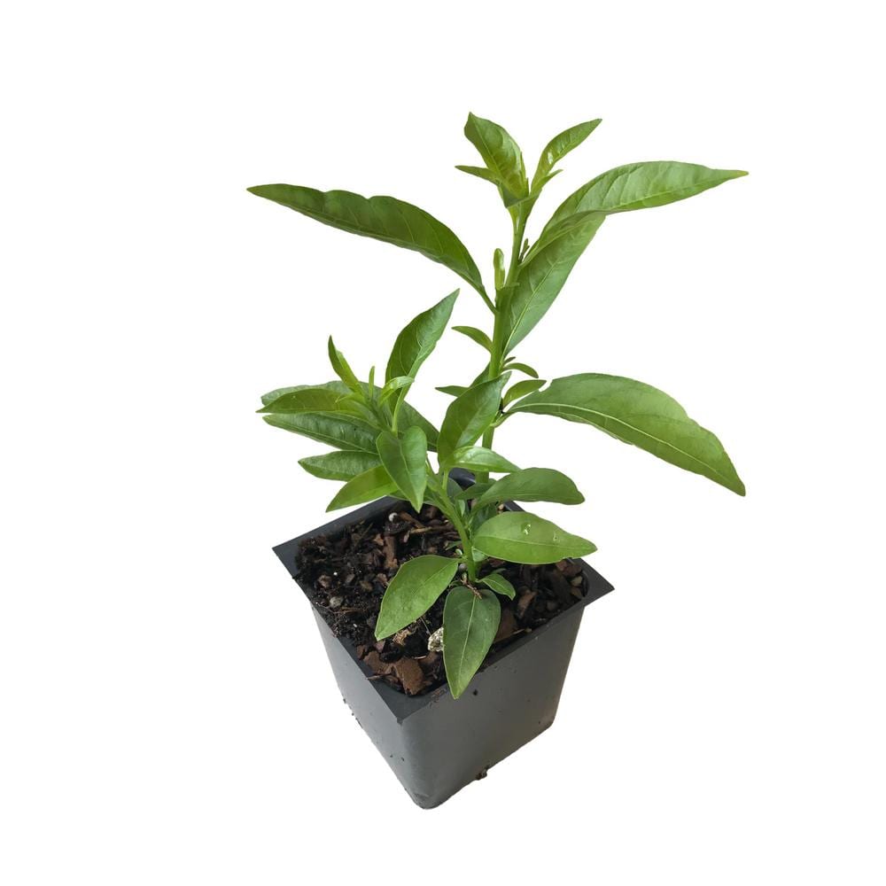 Plant Blooming 6"