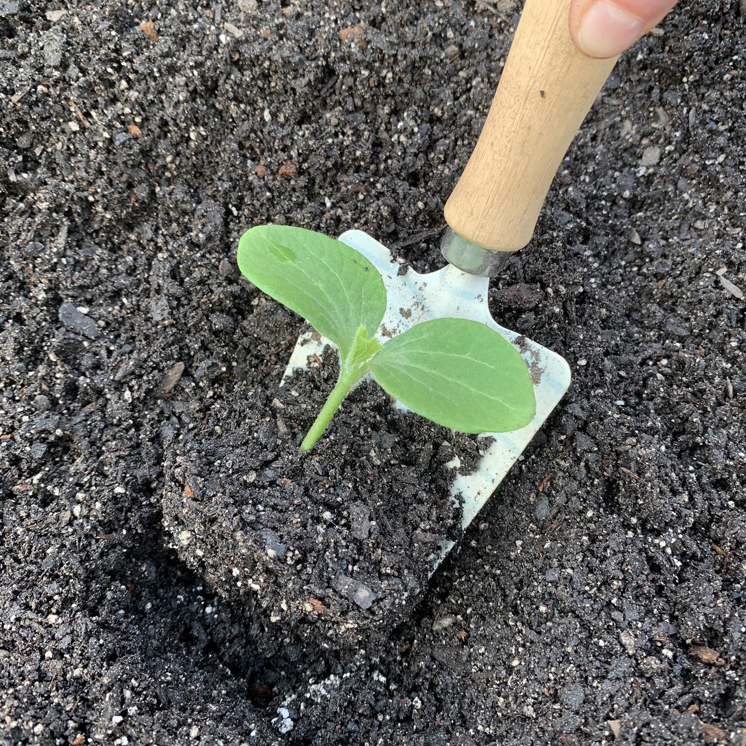 Ferry-Morse 18 Cells 11 in. W X 22 in. L Seed Starting Kit 1 pk