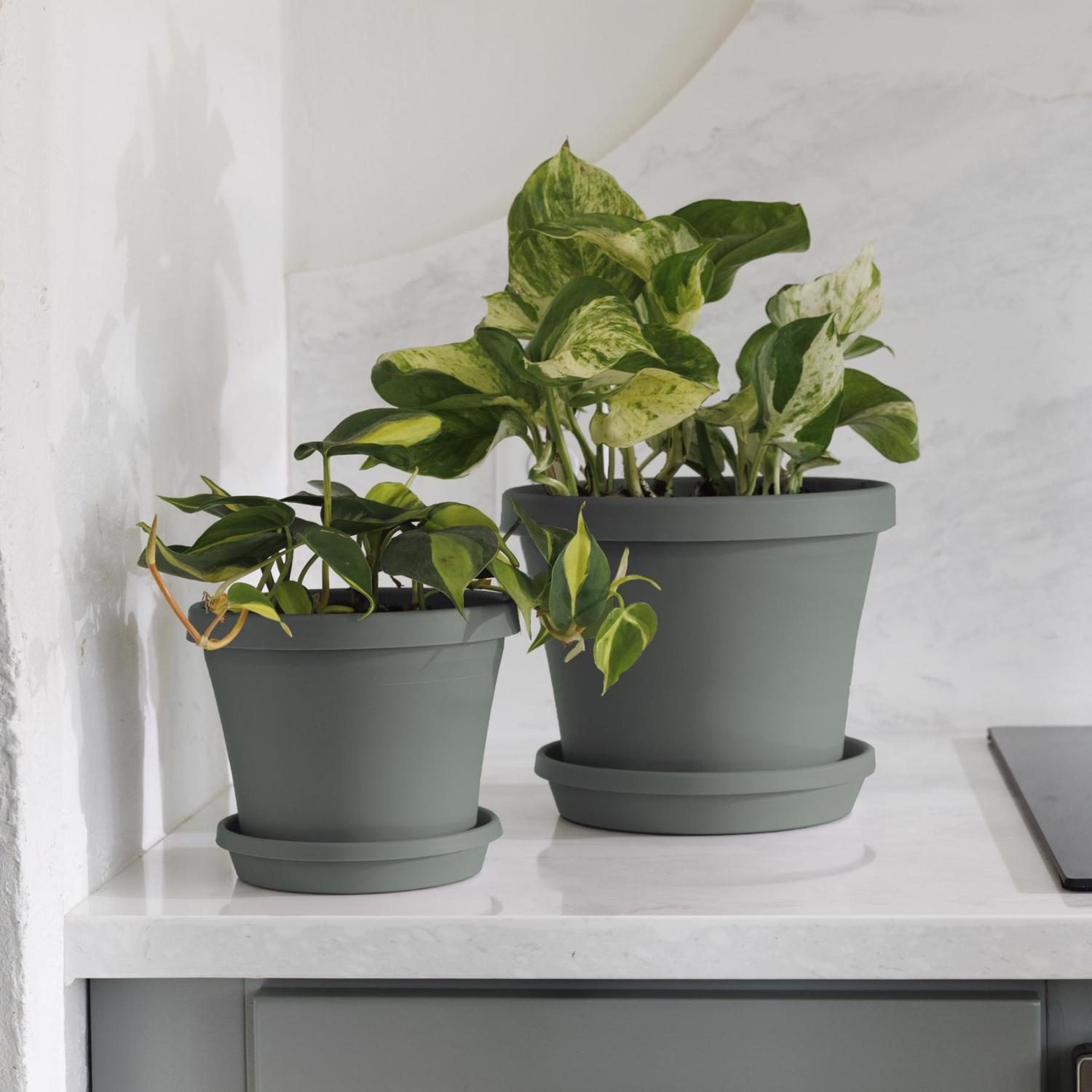 Bloem Terra 1 in. H X 5.5 in. W X 4.75 in. D Plastic Traditional Plant Saucer Basil