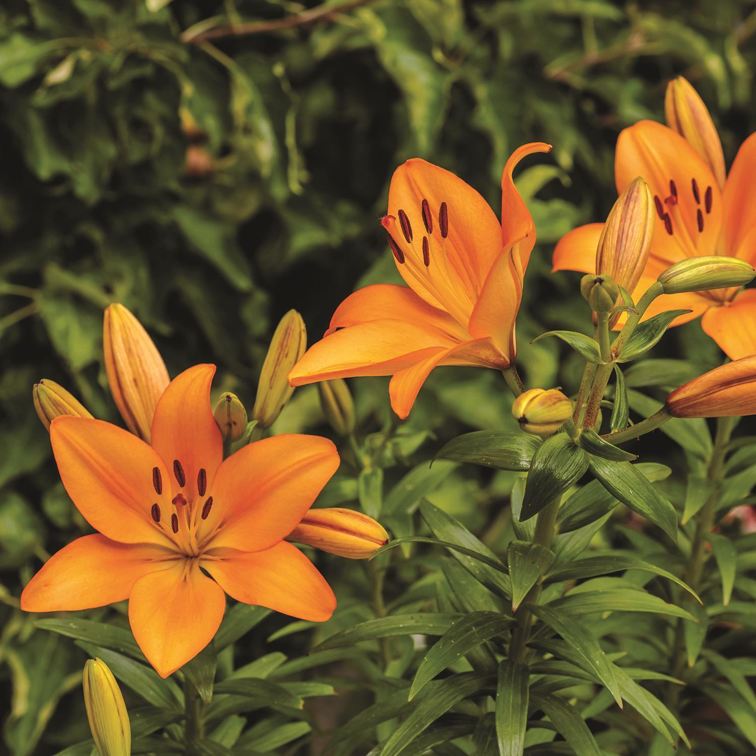 Plant DeGroot Lily Bulb Asiatic Britn Mixed 14-16CM 1pk