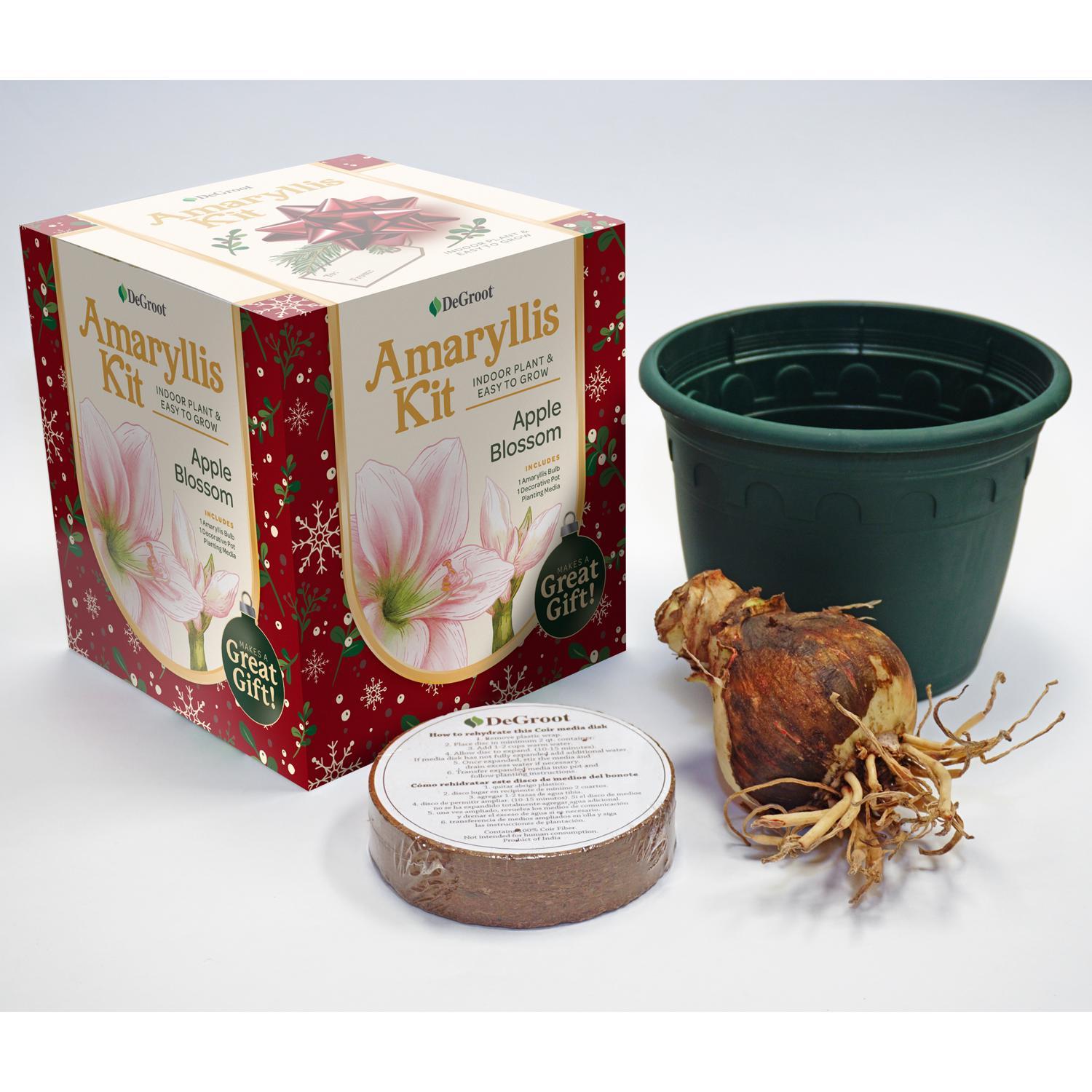 DeGroot Amaryllis Gift Box Bulb Kit 1 pk (ASSORTED COLORS)