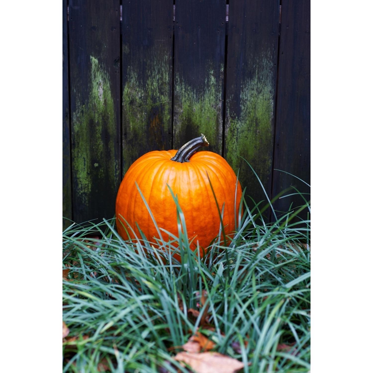 Frey Farms Sarah's Home Grown Orange Pumpkin