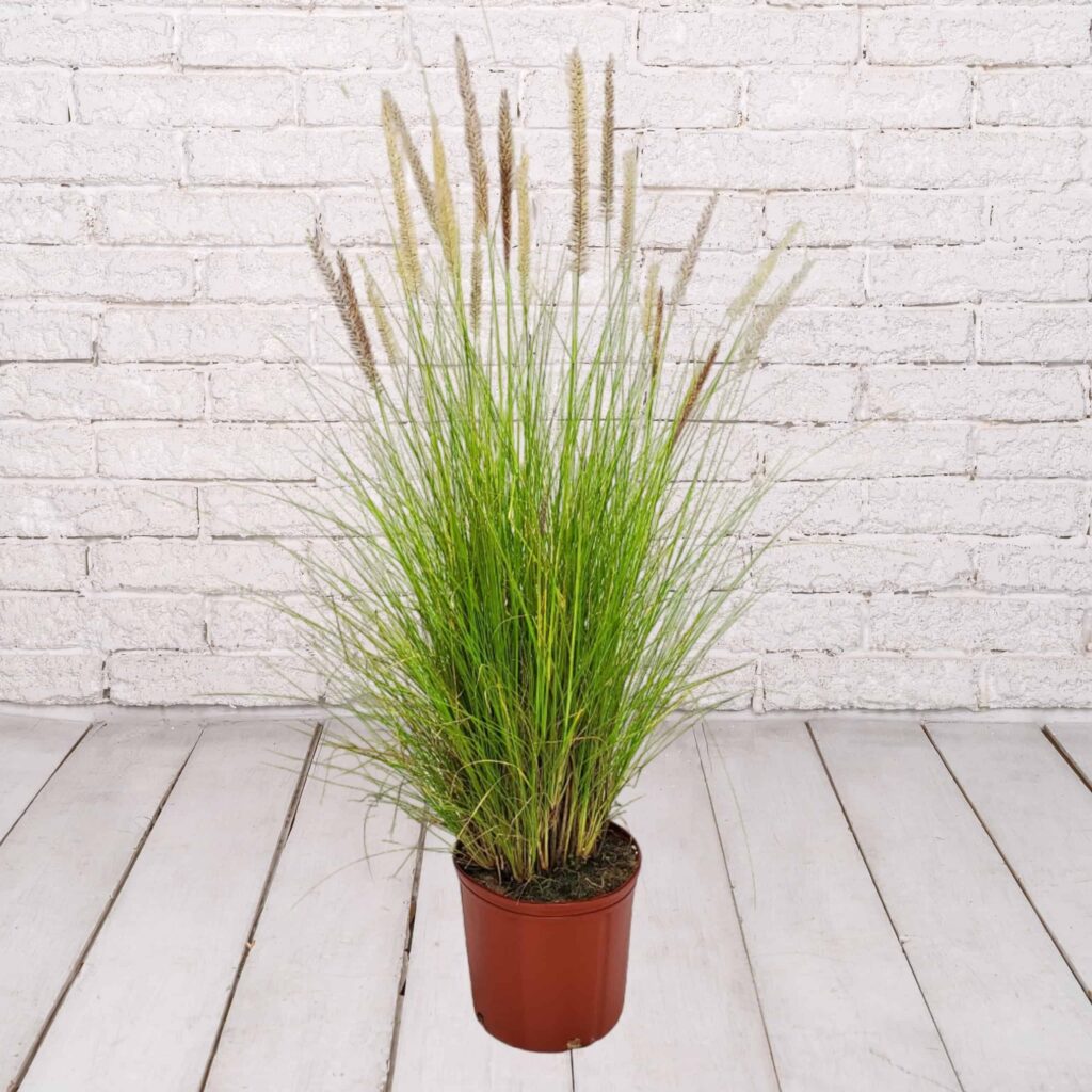 10inGrass  WHITE FOUNTAIN GRAS